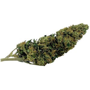 FLEURS DE CHANVRE CBD ORANGE BUD