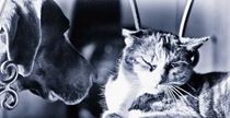 ANIMAUX